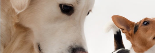 Beneficios-del-Aceite-de-CBD-para-tu-mascota-Estudios-y-usos Laboratorios Beemine
