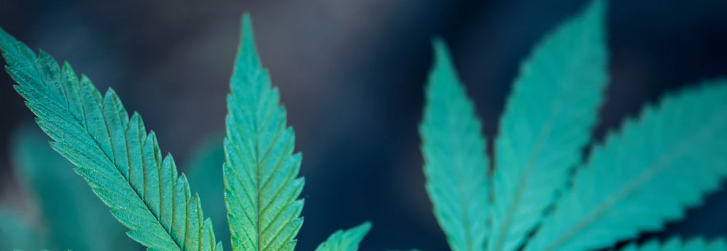 Cannabidiol-Qué-es-y-preguntas-frecuentes Laboratorios Beemine