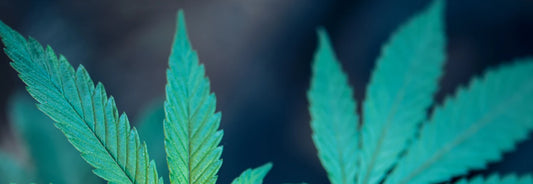 Cannabidiol-Qué-es-y-preguntas-frecuentes Laboratorios Beemine
