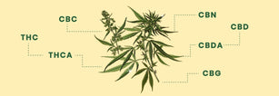 Diferentes-Cannabinoides Laboratorios Beemine