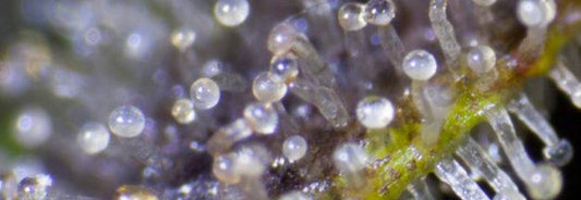 Qué-son-los-terpenos-Funcionamiento-y-Beneficios Laboratorios Beemine