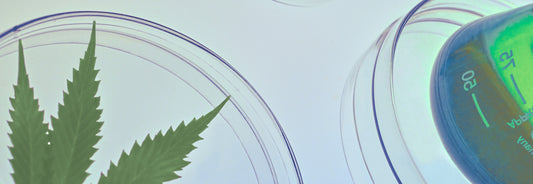 Guía-completa-para-producir-CBD-en-España Laboratorios Beemine