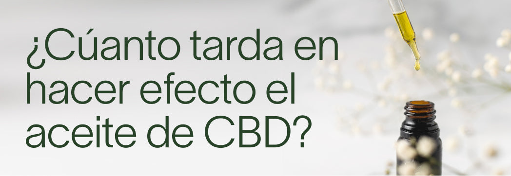 Cuánto-tarda-en-hacer-efecto-el-aceite-de-CBD Laboratorios Beemine