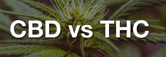 CBD vs. THC: Similitudes y diferencias