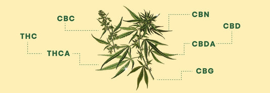 Diferentes Cannabinoides