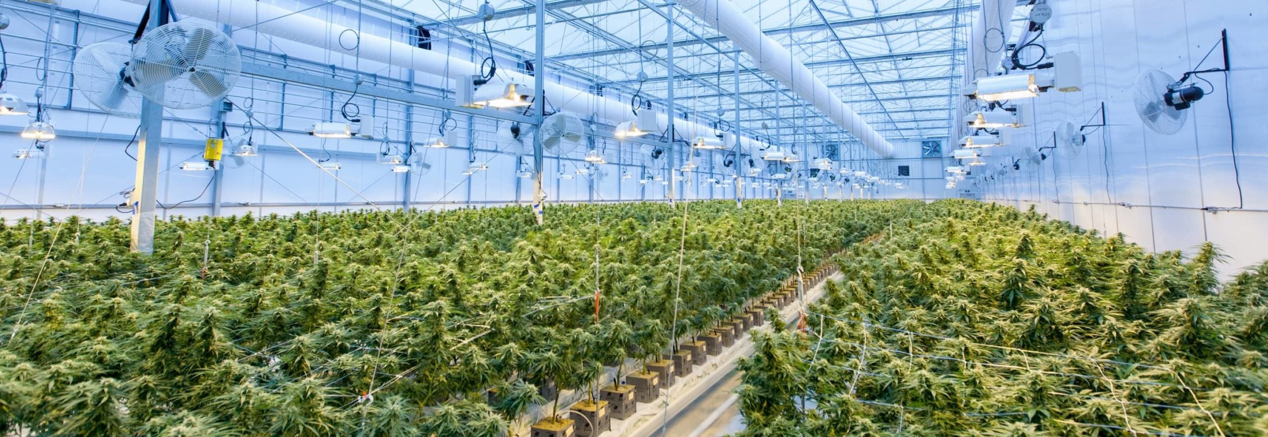 El futuro de la industria del cannabis y el CBD