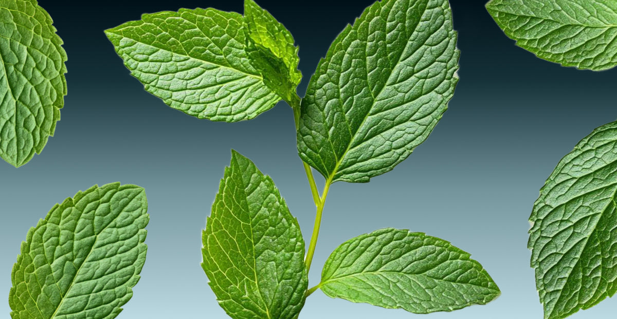 Menthol: el ingrediente que despierta tu piel con frescor inmediato