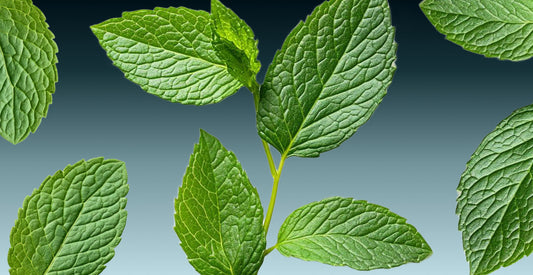 Menthol: el ingrediente que despierta tu piel con frescor inmediato