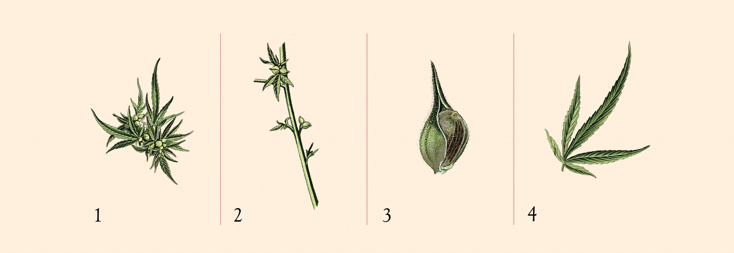 Tallo, Semilla y Flor: Descubriendo la versatilidad de Cannabis Sativa L