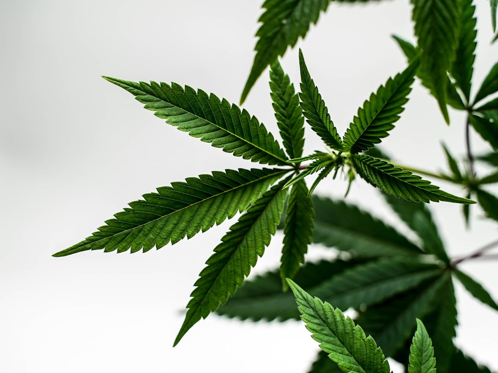 ¿Es legal el cannabis medicinal en España? Todo lo que debes saber en 2026 Laboratorios Beemine