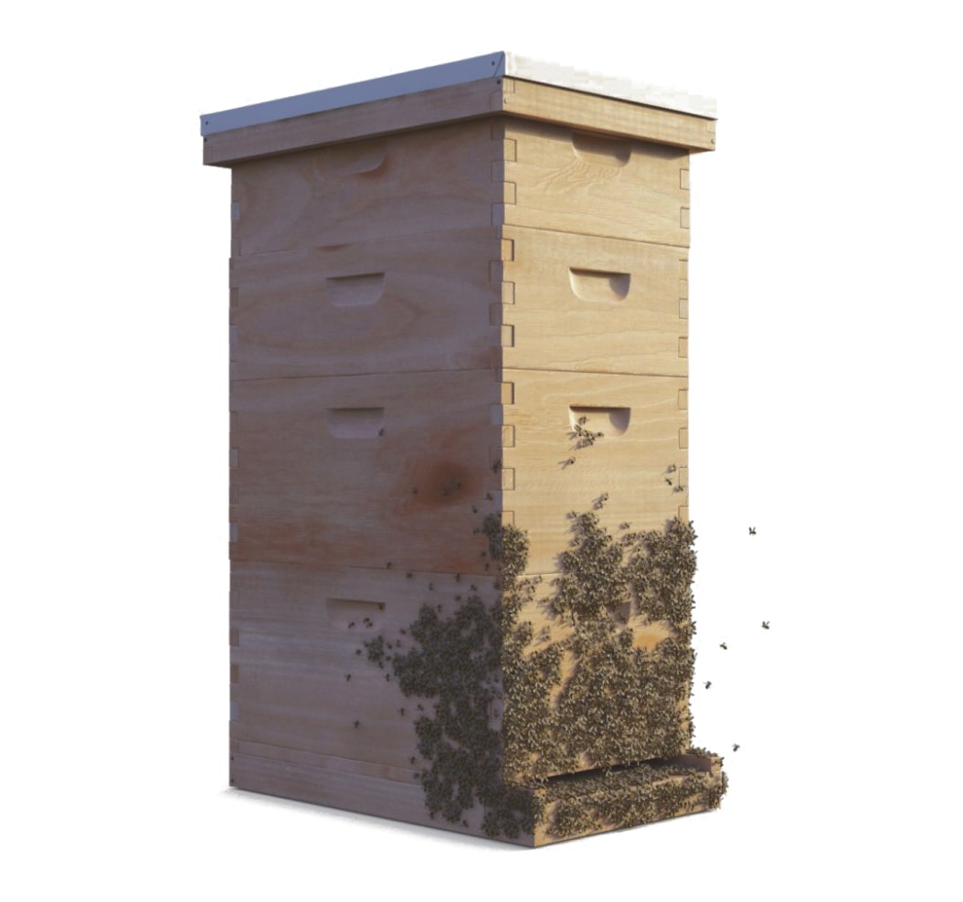 Sponsor a beehive