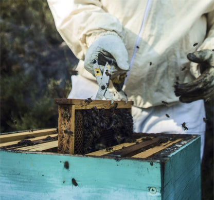 Sponsern Sie einen Bienenstock